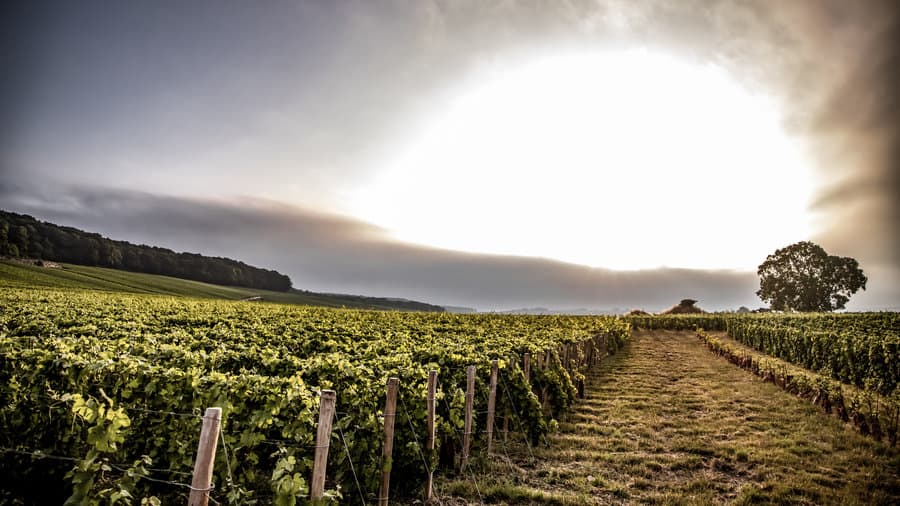 Lever de soleil sur le vignoble