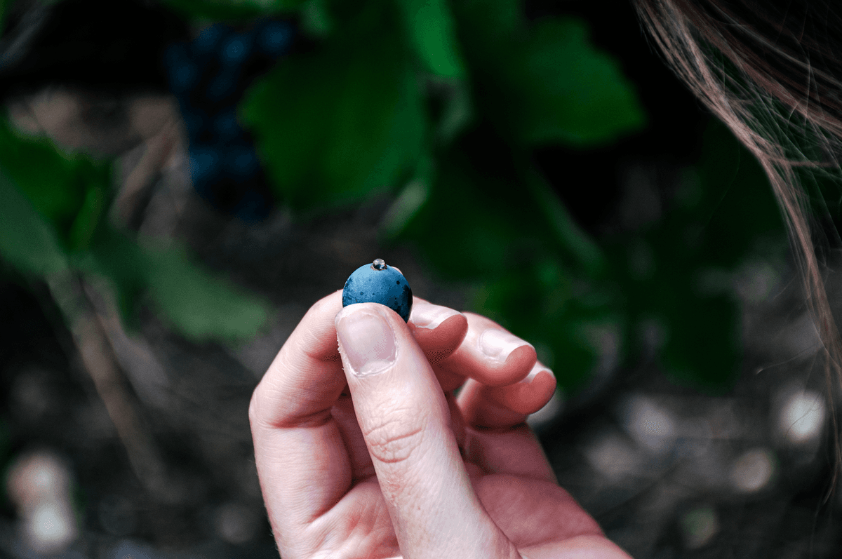 Une grappe de raisin tenue dans la main