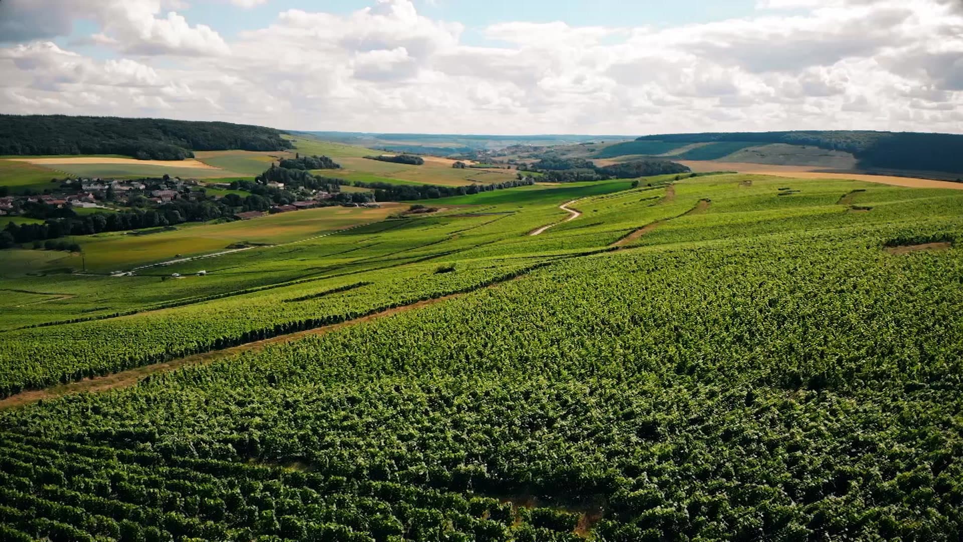 Les coteaux du domaine