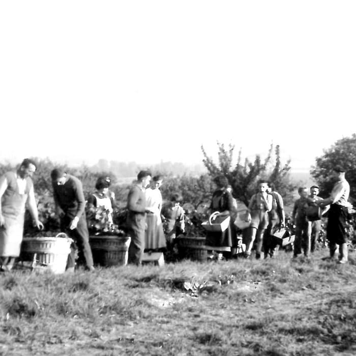 Photo d'archive en noir et blanc, un groupe dans les vignes