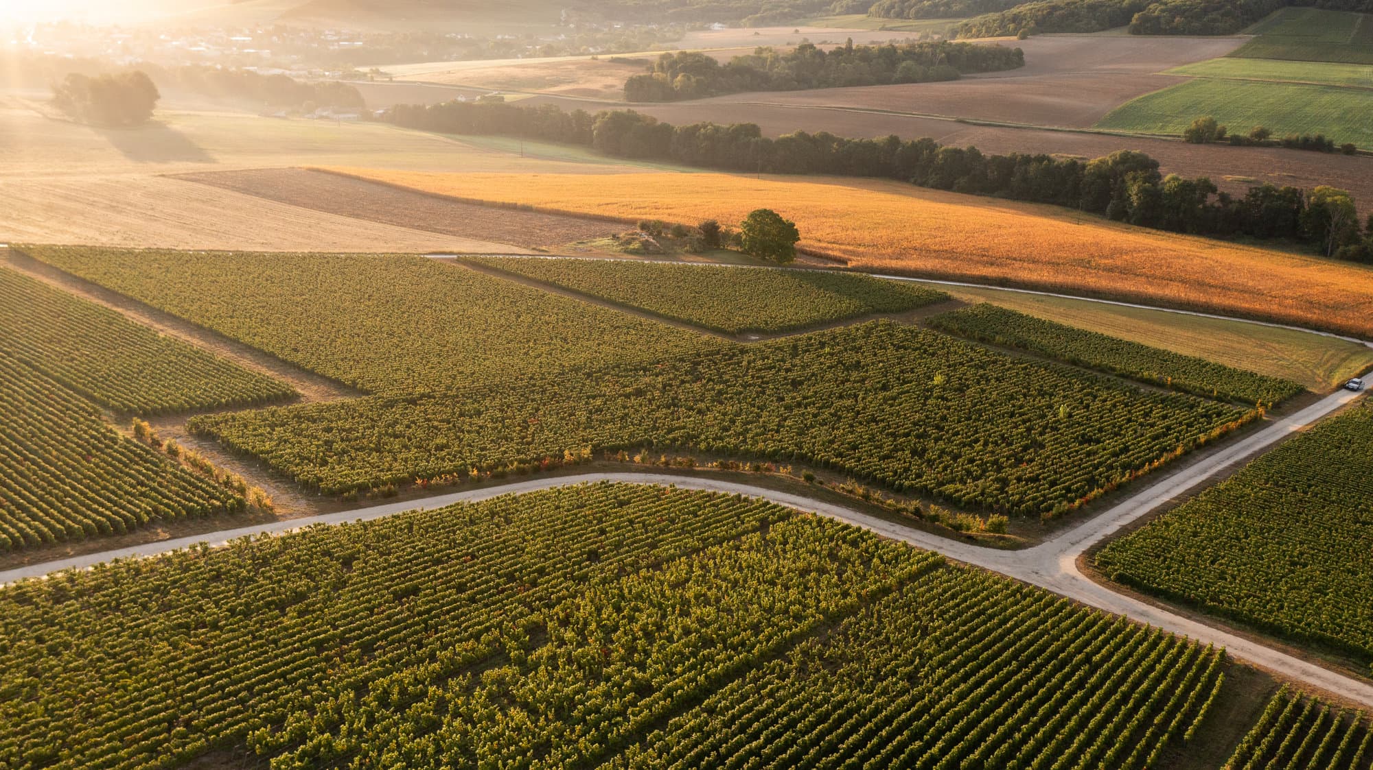 Vue aérienne du vignoble