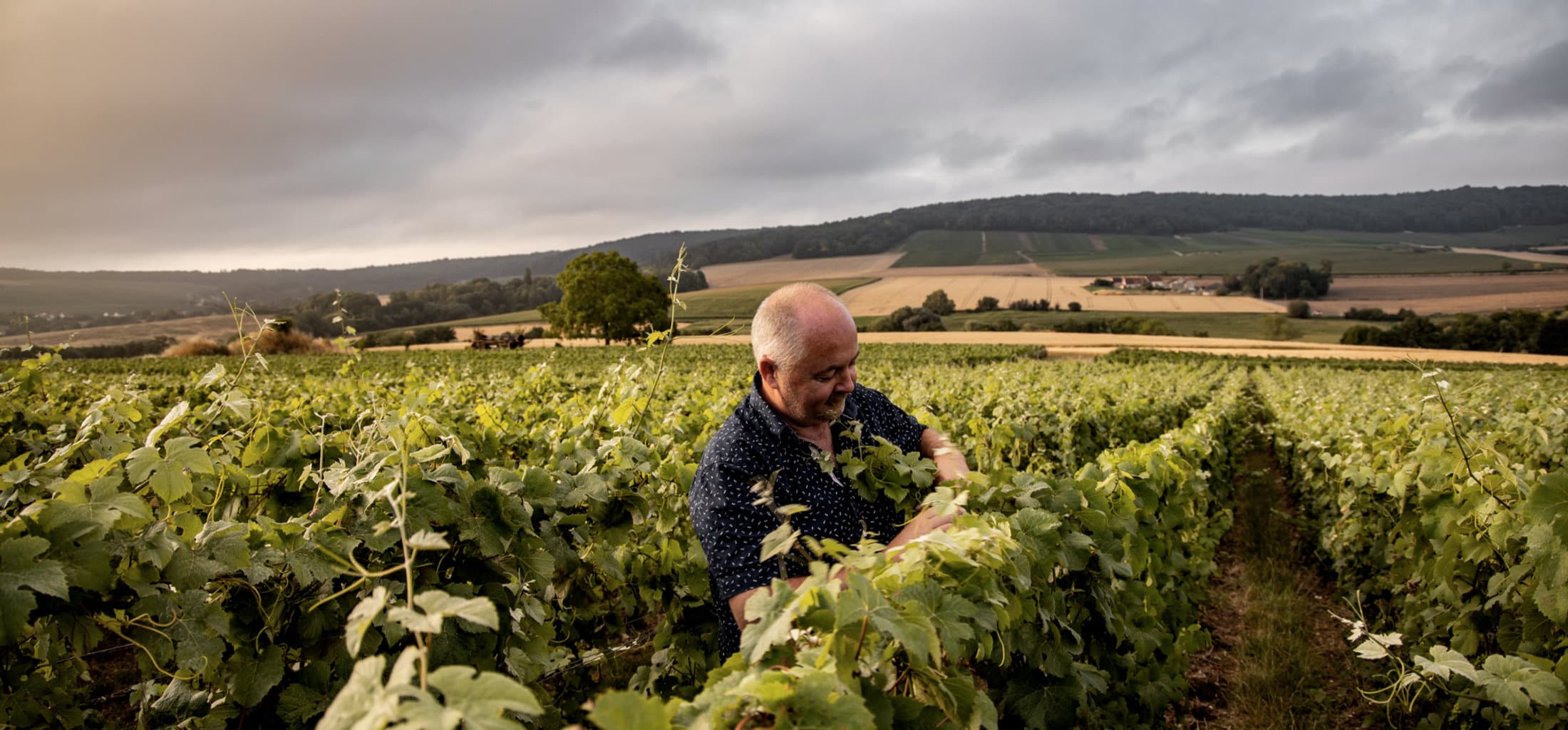 Vue sur le vignoble et la vallée