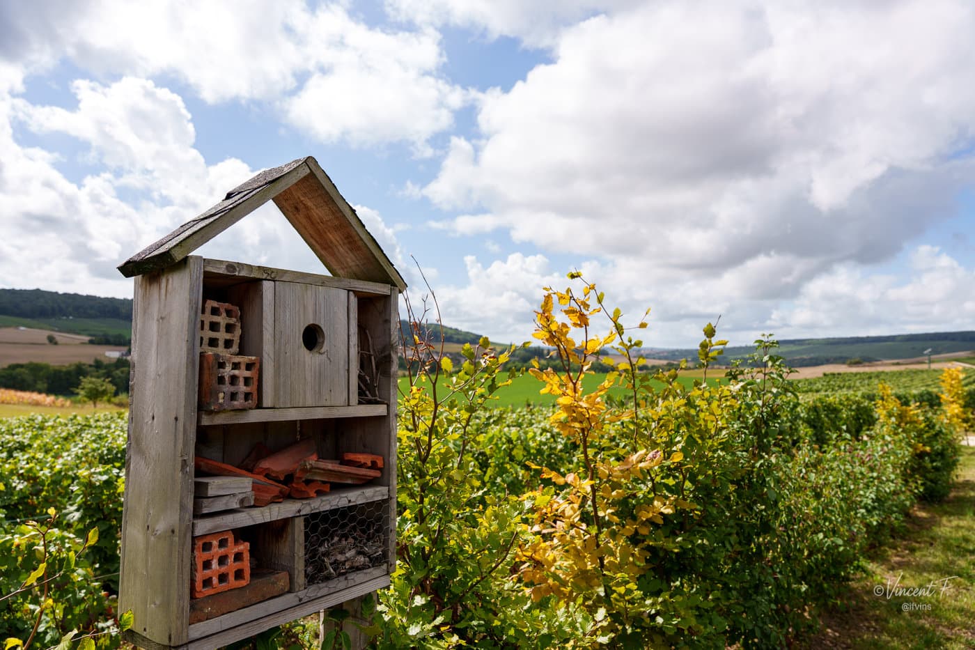 Un nichoir en bois au bord des vignes