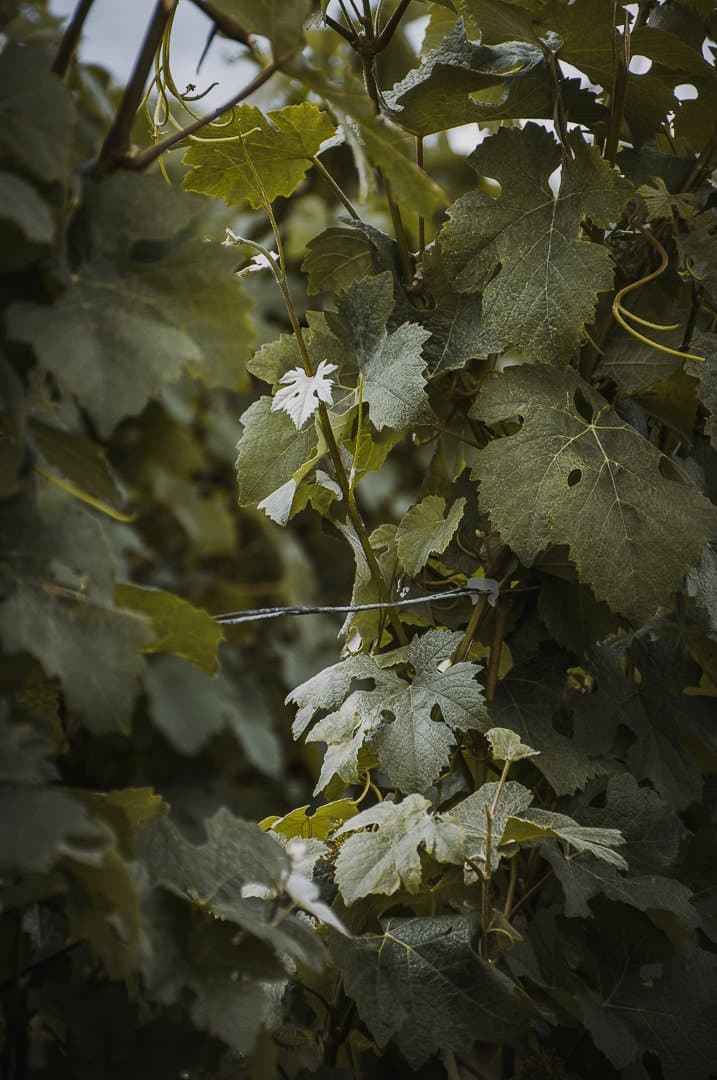 Feuilles de vigne